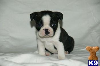 Boston Terrier Puppies for Sale